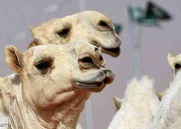 قرار يقضي بترقيم جميع إبل السعودية