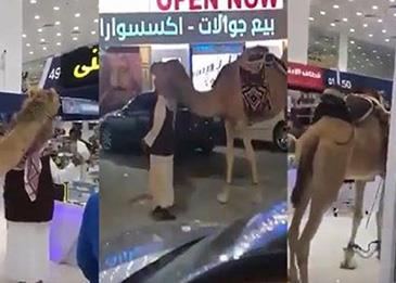 مسن يتجول مع ناقة داخل مجمع اتصالات بالرياض