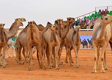 67 ألف ريال غرامة بحق 5 مسيئين للحيوانات