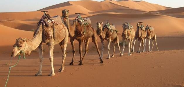 شبه الجزيرة العربية كانت مساحات خضراء وواحات من المياه قبل 400 ألف سنة