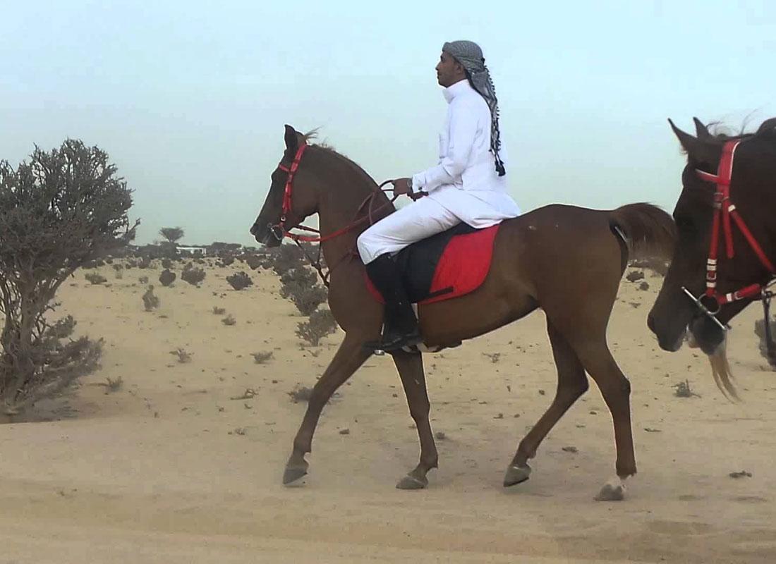 حصان يعطل حركة السير ويتجاوز السيارات في أحد الشوارع بالطائف و