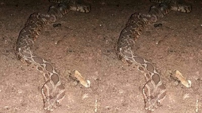 أفعى معمرة تأكل 4 رؤوس ماعز .. صورة