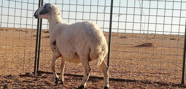 عرض نعجة بالكويت للبيع مقابل 40 ألف دينار