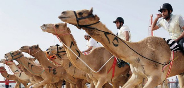 45 مليون ريال جوائز مهرجان ولي العهد للهجن