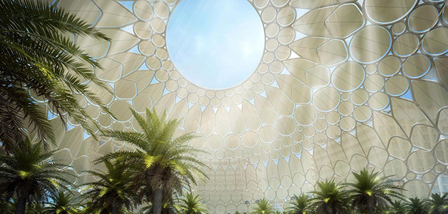 الشجرة "الغاف" بالإمارات ستشارك بمعرض اكسبو 2020