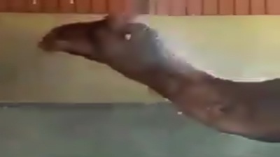 فيديو طريف .. جمل يستحم في مغسل للسيارات