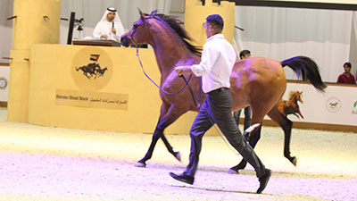مزاد الخيل في معرض دبي الدولي للخيل 2016 يجتذب عُشّاق الفروسية