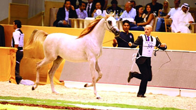 معرض دبي الدولي للخيل 2016 يجتذب عُشّاق الخيول على المستويين الإقليمي والدولي