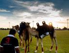 كواليس فعالية ال "British Polo Day" في عامها الخامس