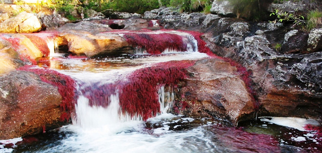 Caño Cristales أجمل أنهار العالم بألوانه الخمسة